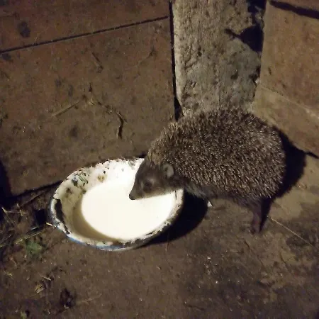 Çiftlik konaklama Forstnighof *